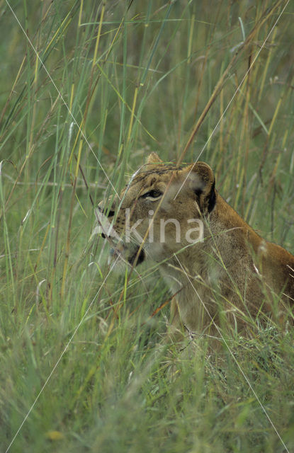 Lion (Panthera leo)