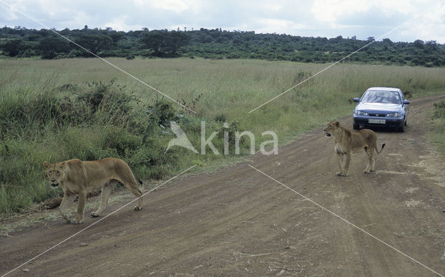 Lion (Panthera leo)