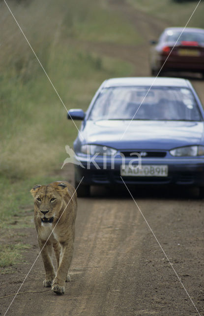 Leeuw (Panthera leo)