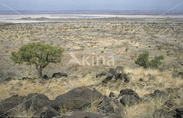 Magadi