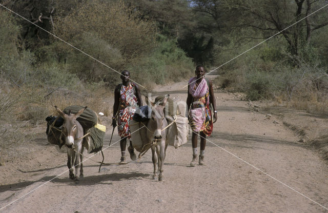 Magadi