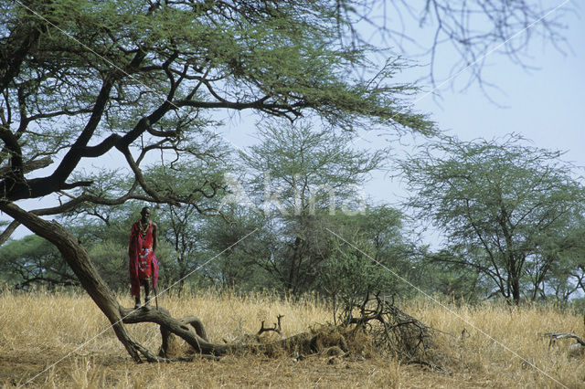 Magadi