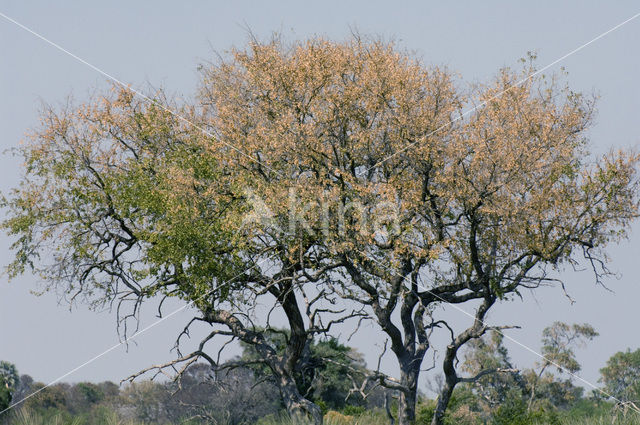 Leadwood (Combretum imberbe)