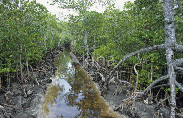 Red Mangrove (Rhizophora mangle)