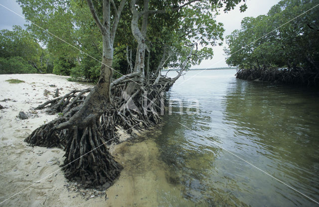 Red Mangrove (Rhizophora mangle)