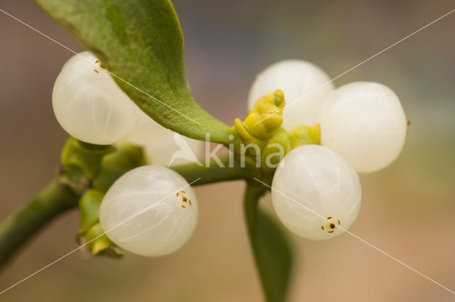 Mistletoe (Viscum album)