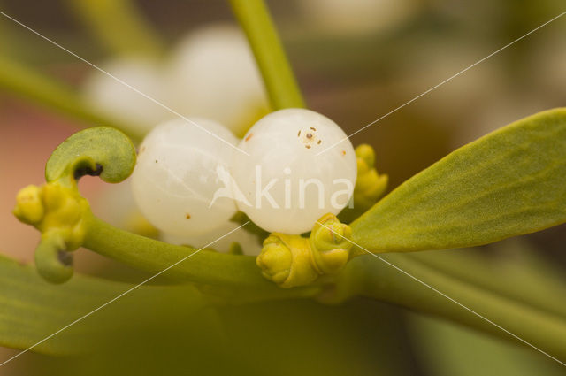 Mistletoe (Viscum album)