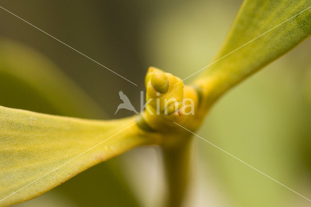 Mistletoe (Viscum album)