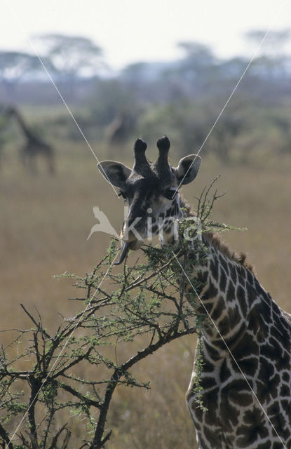 Masai giraffe (Giraffa camelopardalis tippelskirchi)