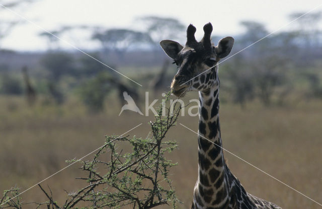 Masai giraffe (Giraffa camelopardalis tippelskirchi)