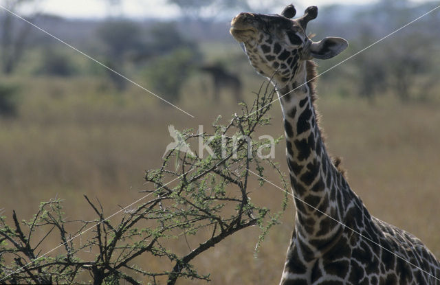 Masai giraffe (Giraffa camelopardalis tippelskirchi)