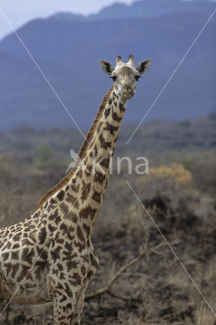 Masai giraffe (Giraffa camelopardalis tippelskirchi)