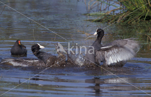 Common Coot (Fulica atra)