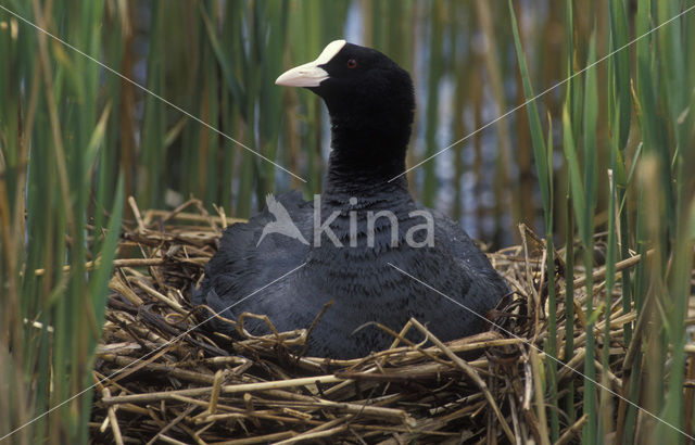 Common Coot (Fulica atra)