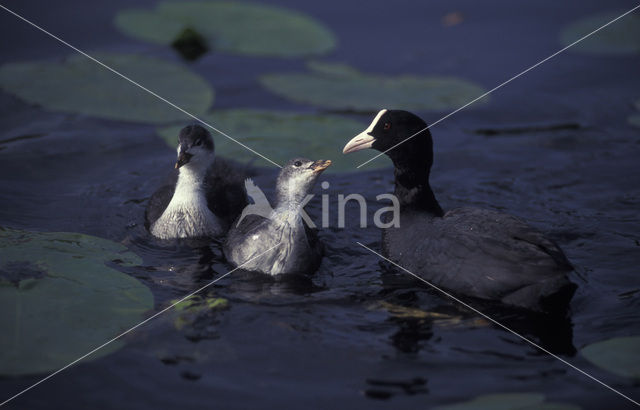Common Coot (Fulica atra)