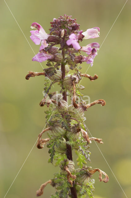 Marsh Lousewort (Pedicularis palustris)