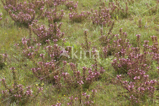 Marsh Lousewort (Pedicularis palustris)