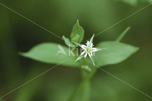 Moerasmuur (Stellaria uliginosa)