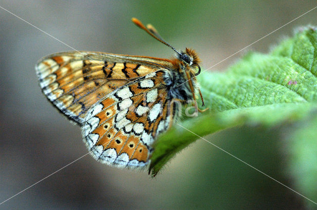 Moerasparelmoervlinder (Euphydryas aurinia)