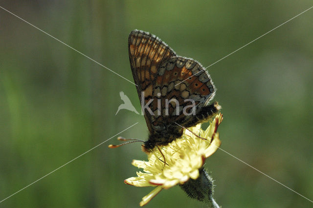 Moerasparelmoervlinder (Euphydryas aurinia)