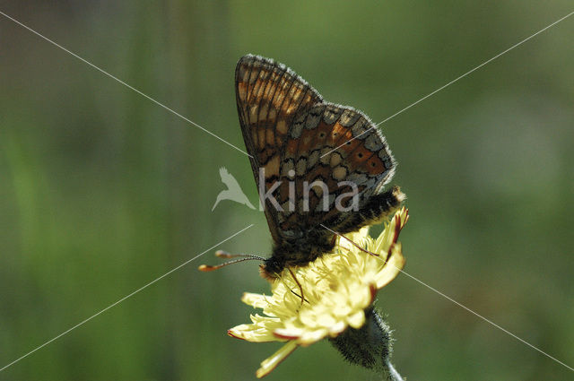 Marsh Fritillary (Euphydryas aurinia)