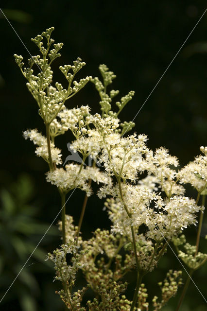 Moerasspirea (Filipendula ulmaria)