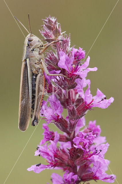 Moerassprinkhaan (Stethophyma grossum)