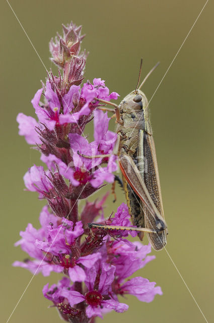 Moerassprinkhaan (Stethophyma grossum)