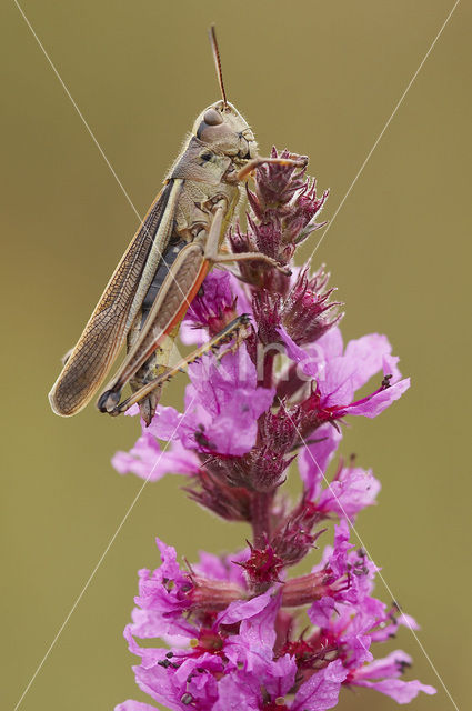 Large Marsh Grasshopper (Stethophyma grossum)
