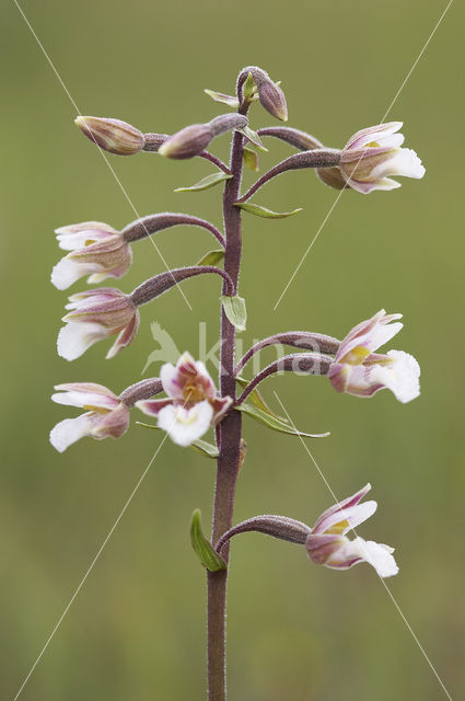 Marsh Helleborine (Epipactis palustris)