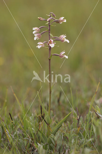 Marsh Helleborine (Epipactis palustris)