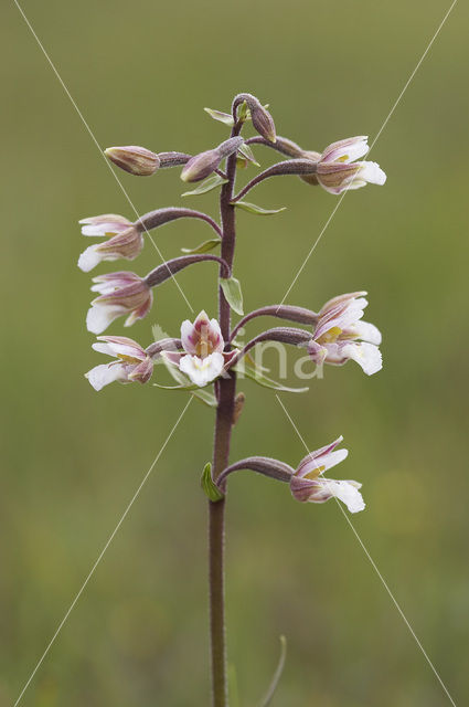 Moeraswespenorchis (Epipactis palustris)