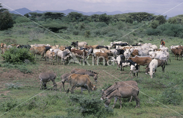 Mount Kenya national park