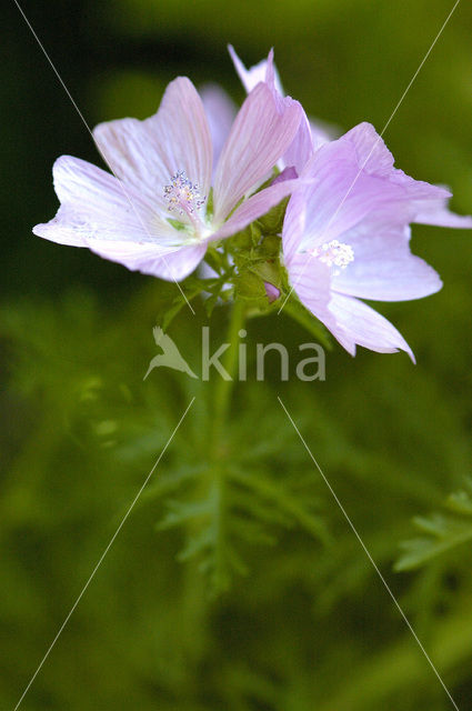 Muskuskaasjeskruid (Malva moschata)