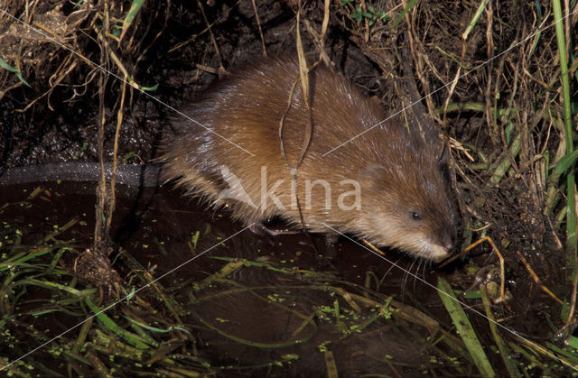 Muskusrat