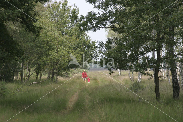 National Park Drents-Friese Wold