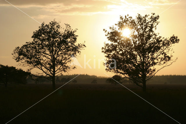 Nationaal Park Drents-Friese Wold