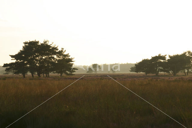 National Park Drents-Friese Wold