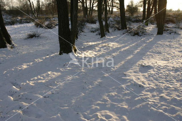 National Park Drents-Friese Wold