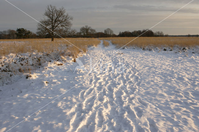 National Park Drents-Friese Wold