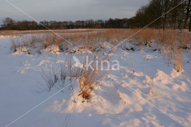 National Park Drents-Friese Wold