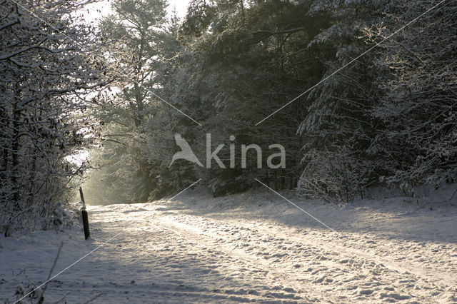 National Park Drents-Friese Wold