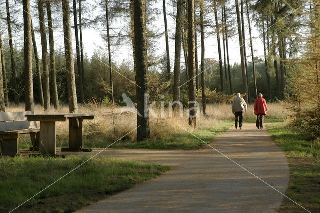 National Park Dwingelderveld