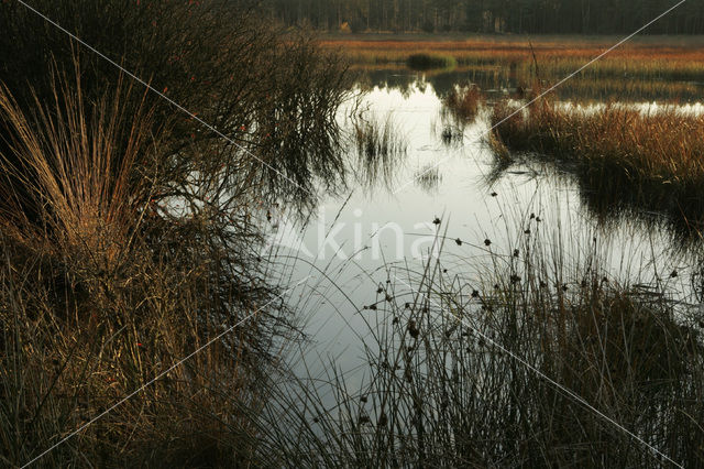 National Park Dwingelderveld