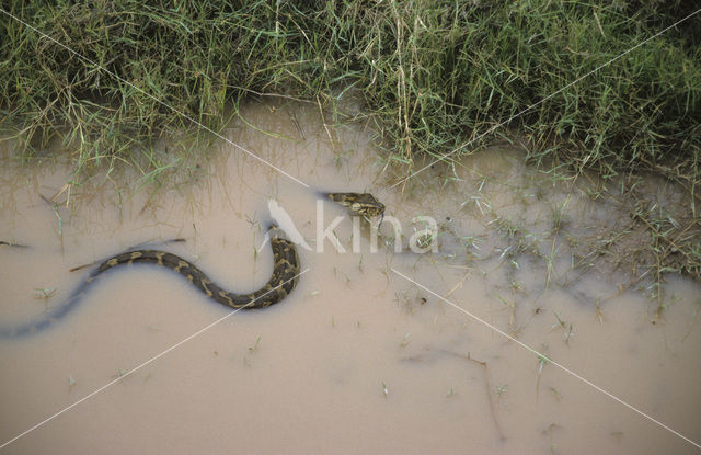 Reticulate python (Python reticulatus)