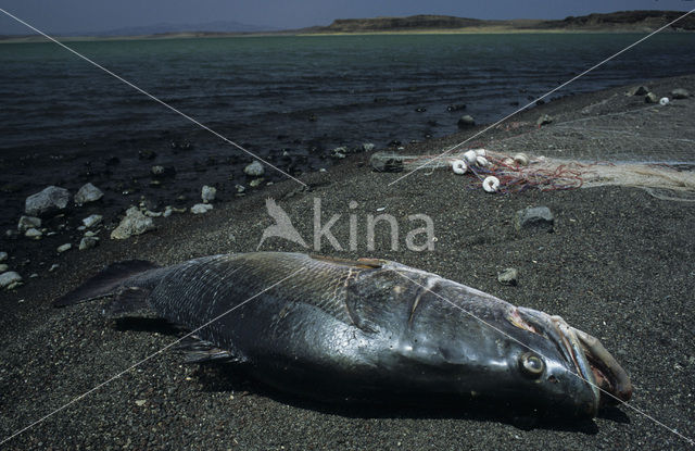 Nile perch (Lates niloticus)