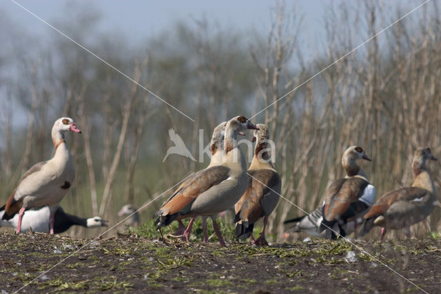 Egyptian Goose (Alopochen aegyptiaca)