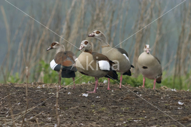 Egyptian Goose (Alopochen aegyptiaca)