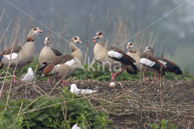 Nijlgans (Alopochen aegyptiaca)