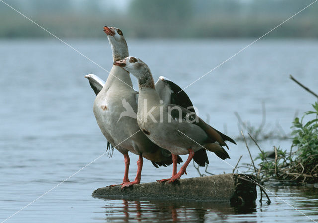 Egyptian Goose (Alopochen aegyptiaca)